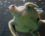 kretische Meeresschildkröte